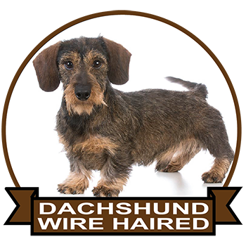 (image for) Dachshund - Wire Haired